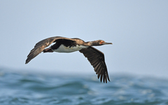 Guanay Cormorant photo 2