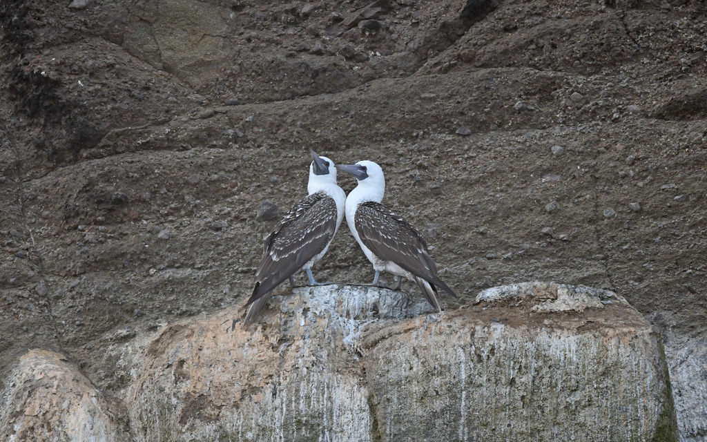 Two Peruvian boobies with white heads perched facing each other on a rock ledge