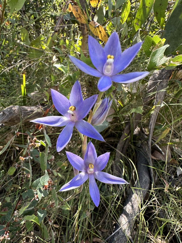 Thelymitra alpina