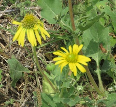 Tetragonotheca repanda