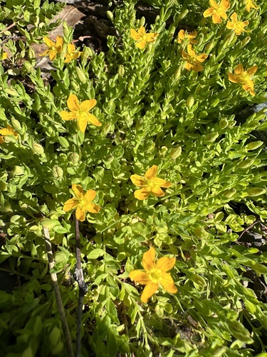 Hypericum japonicum (Hypericum japonicum)
