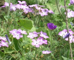 Phlox glabriflora