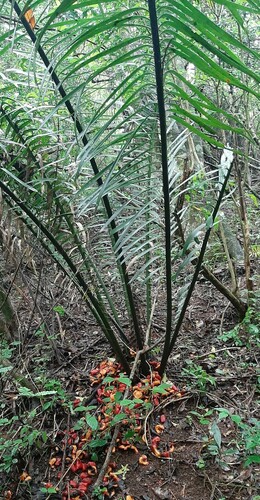 Encephalartos villosus