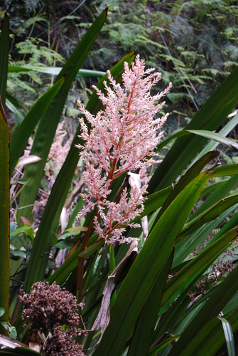 Helmholtzia glaberrima (Hook.f.) Caruel