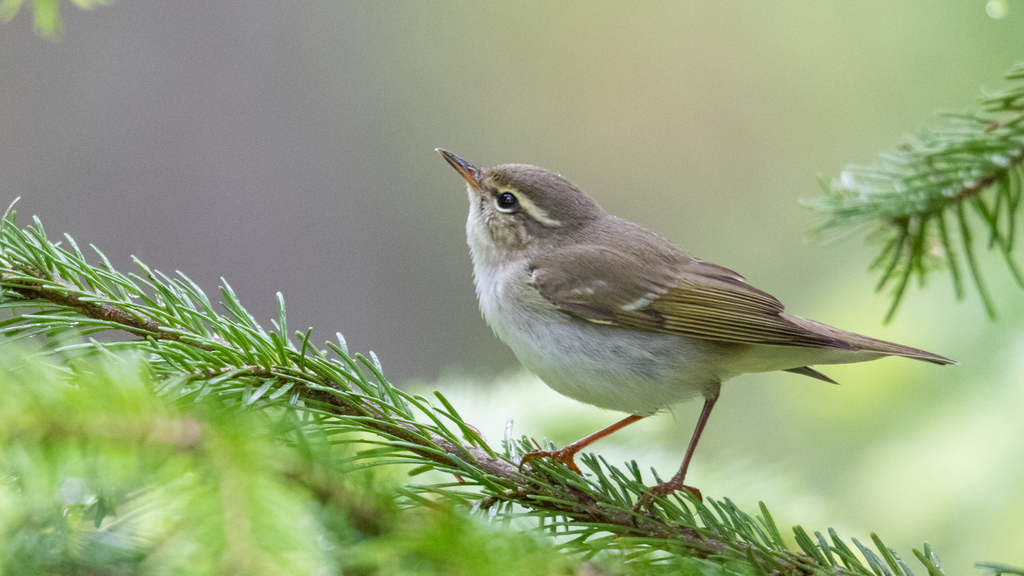 Arctic Warbler (Phylloscopus borealis) photo