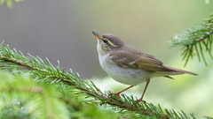 Arctic Warbler photo 1
