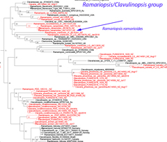 Ramariopsis ramarioides