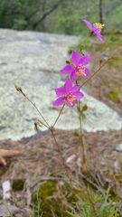 Phemeranthus mengesii