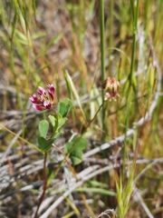 Trifolium gracilentum