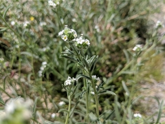 Cryptantha pterocarya