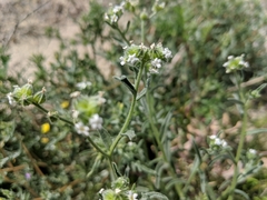 Cryptantha pterocarya