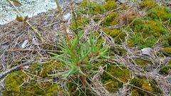 Phemeranthus mengesii