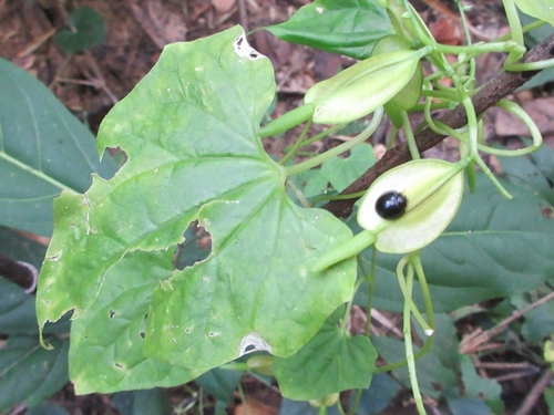 Cardiopteris quinqueloba, 2023-11-24