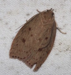 Prionocris protoxantha