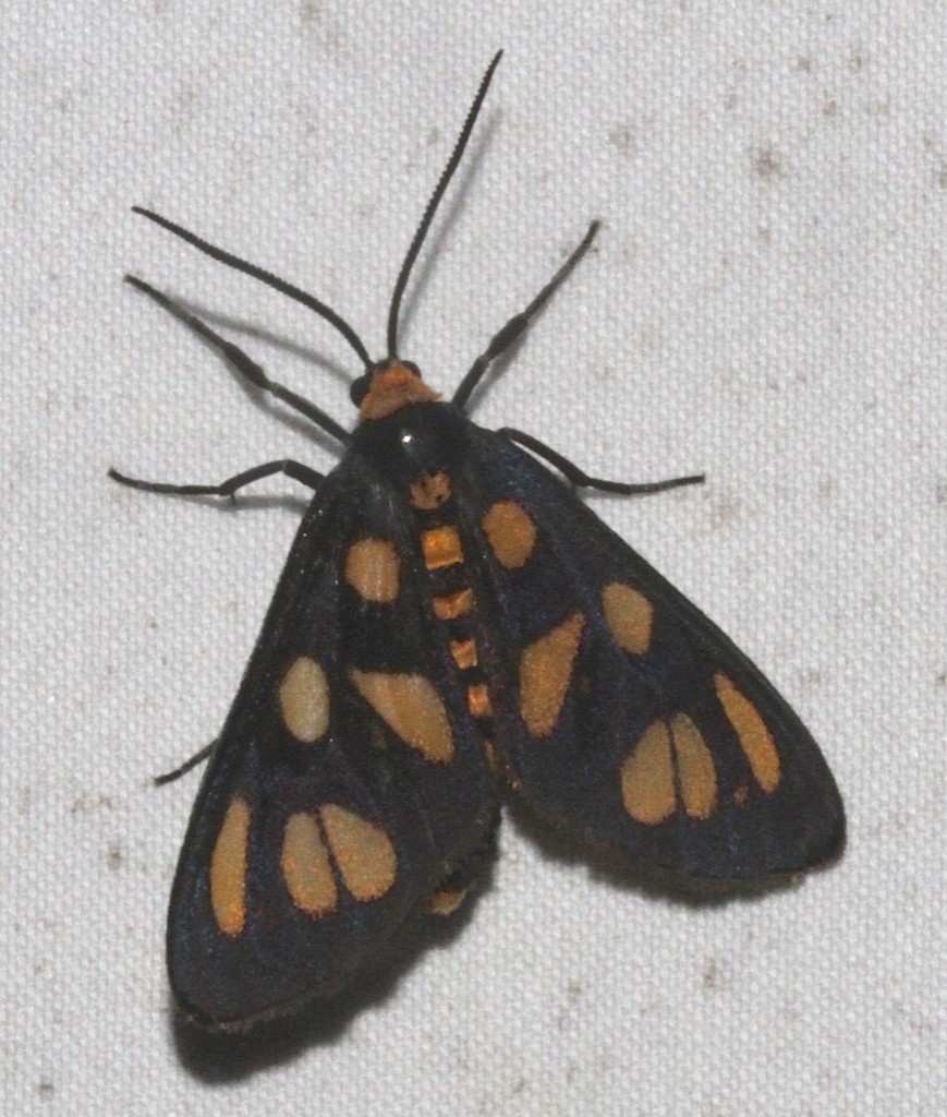 Amata annulata