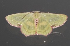 Metallochlora lineata