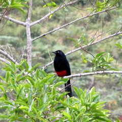 Hypopyrrhus pyrohypogaster