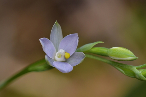 Image of Thelymitra tholiformis by (c) Christopher Stephens, some rights reserved (CC BY-SA)