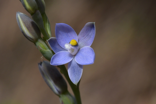 Image of Thelymitra tholiformis by (c) Christopher Stephens, some rights reserved (CC BY-SA)