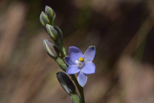 Image of Thelymitra tholiformis by (c) Christopher Stephens, some rights reserved (CC BY-SA)