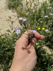 Gilia sinuata