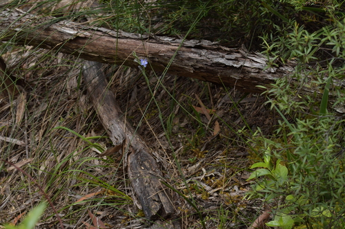 Image of Thelymitra tholiformis by (c) Christopher Stephens, some rights reserved (CC BY-SA)