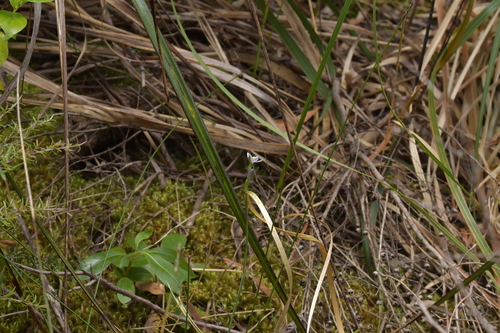 Image of Thelymitra tholiformis by (c) Christopher Stephens, some rights reserved (CC BY-SA)