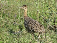 Huayco Tinamou photo 1