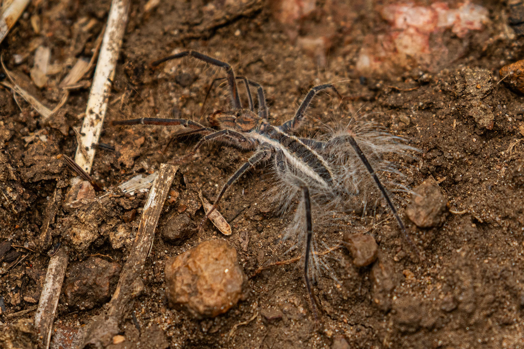 Zeria sericea