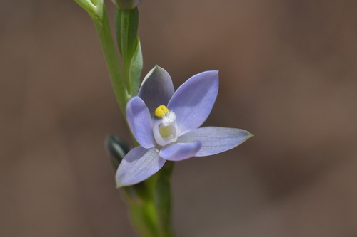 Image of Thelymitra tholiformis by (c) Christopher Stephens, some rights reserved (CC BY-SA)