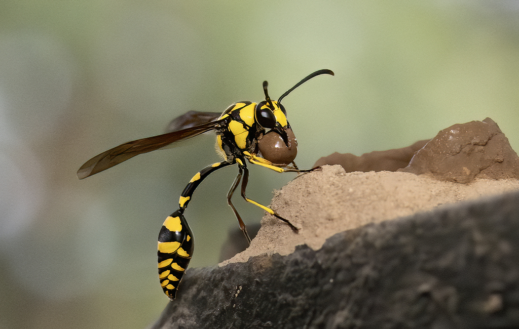 Phimenes flavopictus from Pune, Maharashtra, India on December 11, 2023 ...