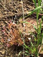 Claytonia parviflora