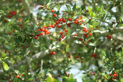 Ilex vomitoria image