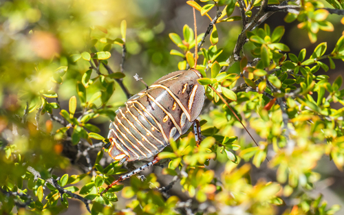 Mitchell's Diurnal Cockroach (Polyzosteria mitchelli) · iNaturalist
