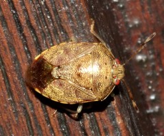 Menida spectabilis