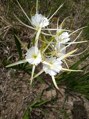 Hymenocallis liriosme