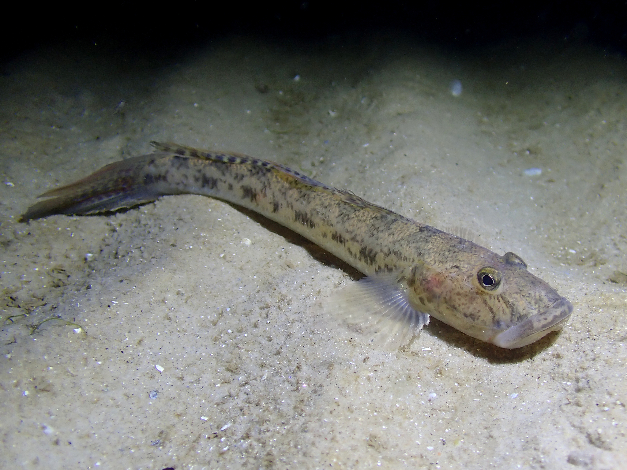 Gobião-japonês (Acanthogobius flavimanus) · BioDiversity4All, image size:2048x1536