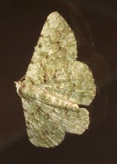 Aeolochroma viridicata