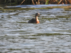 Poliocephalus rufopectus