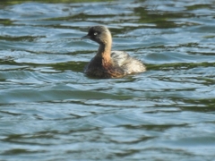 Poliocephalus rufopectus