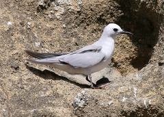 Gray Noddy photo 5