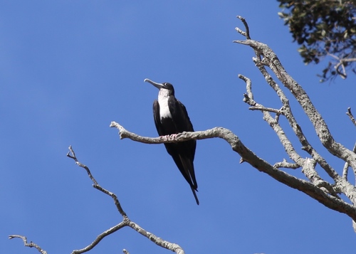 Great Frigatebird