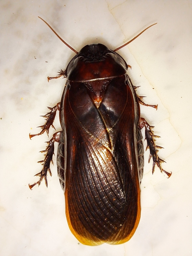 Ancaudellia serratissima