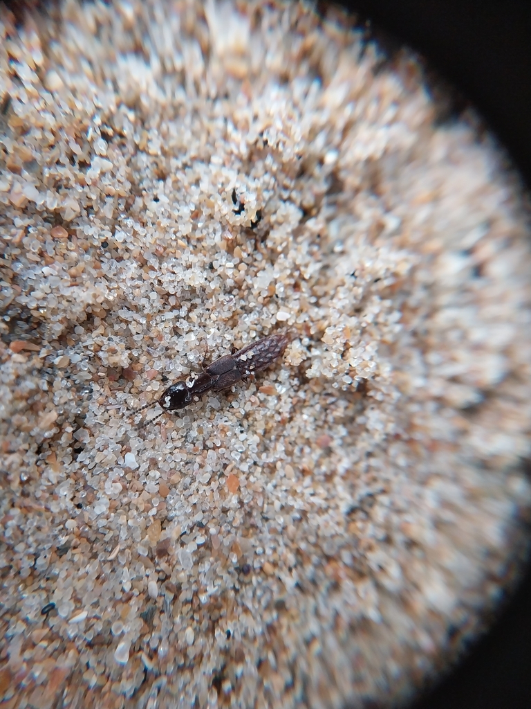 Seaweed rove beetle