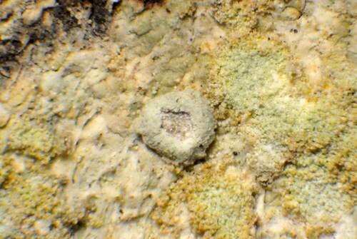 Chiodecton ochroleucum