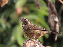 Spot-Winged Rosefinch photo 4