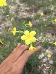 Lithospermum mirabile