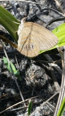 Neonympha areolatus