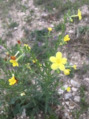 Lithospermum mirabile