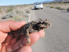Phrynosoma goodei